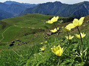 12 Pulsatilla alpina sulphurea (Anemone sulfureo) con vista sul Baitel e i Piani dell'Avaro